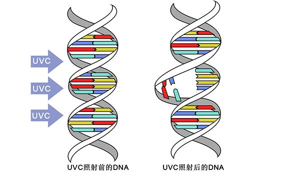 紫外线DNA